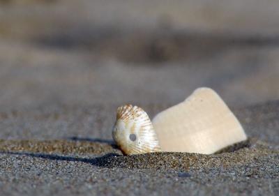 Image sable coquillage à télécharger gratuitement