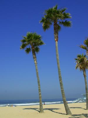 Image arbre bleu plage ciel à télécharger gratuitement