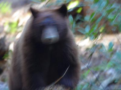Image animal ours flou à télécharger gratuitement