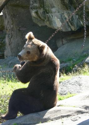 Image animal ours rocher à télécharger gratuitement