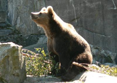 Image animal ours à télécharger gratuitement