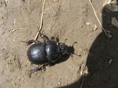 Image insecte animal scarabée à télécharger gratuitement