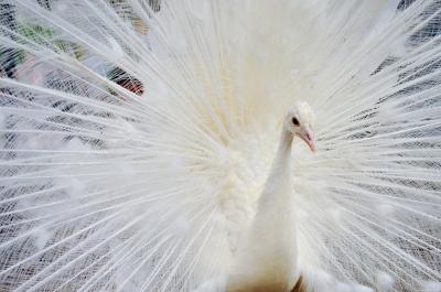Image animal blanc oiseau à télécharger gratuitement