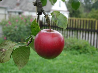 Image feuille rouge pomme à télécharger gratuitement