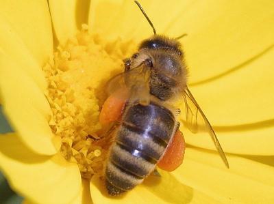 Image insecte animal abeille fleur jaune à télécharger gratuitement