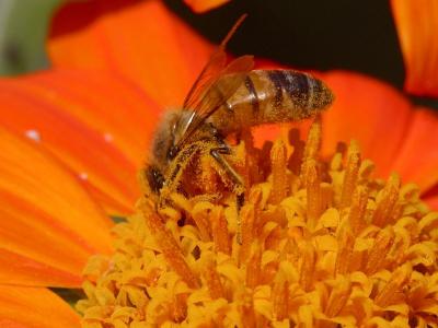 Image insecte animal abeille fleur orange à télécharger gratuitement