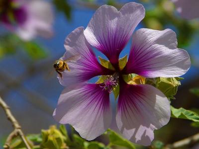 Image insecte animal abeille fleur violet à télécharger gratuitement