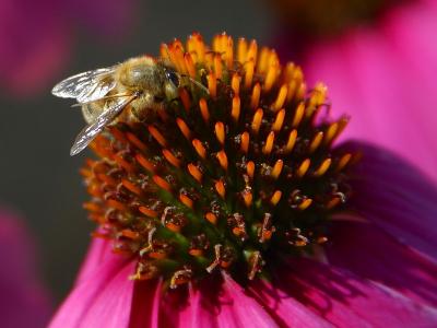 Image insecte animal abeille fleur à télécharger gratuitement