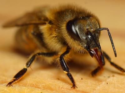 Image insecte animal abeille à télécharger gratuitement