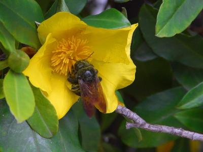 Image insecte animal abeille fleur jaune à télécharger gratuitement