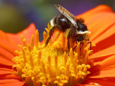 Image insecte animal abeille fleur jaune orange à télécharger gratuitement