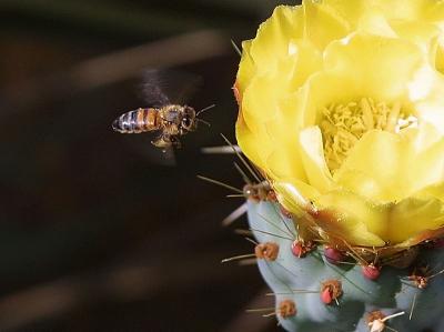 Image insecte animal abeille fleur jaune cactus épine à télécharger gratuitement