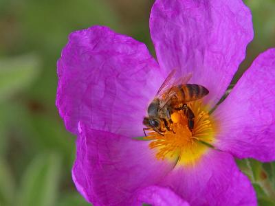 Image insecte animal abeille fleur violet à télécharger gratuitement