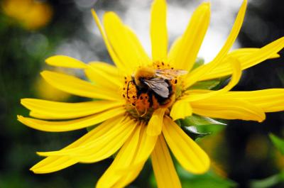 Image insecte animal abeille fleur jaune à télécharger gratuitement