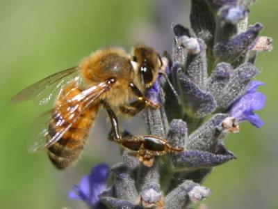 Image insecte animal abeille fleur à télécharger gratuitement