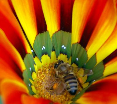 Image insecte animal abeille fleur à télécharger gratuitement