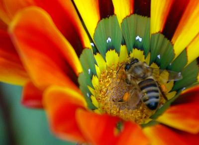 Image insecte animal abeille fleur à télécharger gratuitement