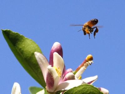 Image insecte animal abeille fleur à télécharger gratuitement