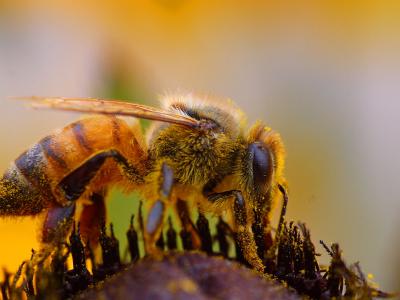 Image insecte animal abeille à télécharger gratuitement