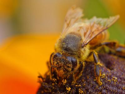 Image insecte animal abeille à télécharger gratuitement