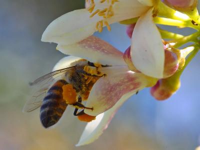 Image insecte animal abeille fleur à télécharger gratuitement