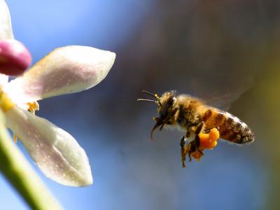 Image insecte animal abeille fleur à télécharger gratuitement