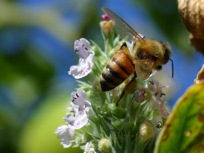 Image insecte animal abeille fleur à télécharger gratuitement