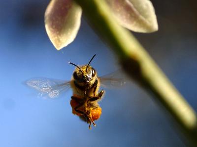 Image insecte animal abeille fleur à télécharger gratuitement