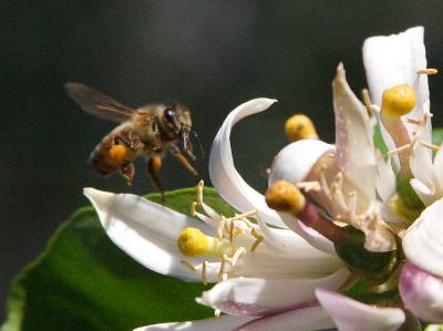 Image insecte animal abeille fleur à télécharger gratuitement