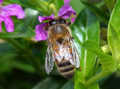 Image insecte feuille animal abeille fleur à télécharger gratuitement