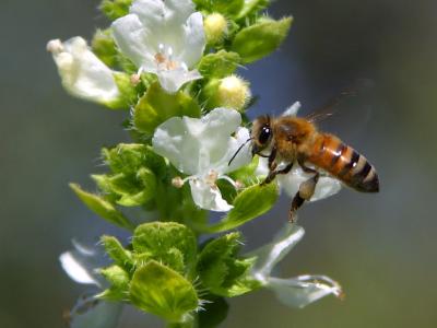 Image insecte animal abeille fleur à télécharger gratuitement