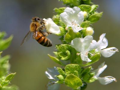 Image insecte animal abeille fleur à télécharger gratuitement