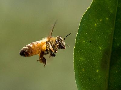 Image insecte feuille animal abeille à télécharger gratuitement