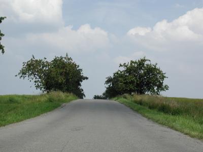 Image arbre route à télécharger gratuitement