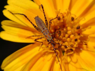 Image insecte animal fleur à télécharger gratuitement