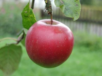 Image feuille rouge pomme à télécharger gratuitement