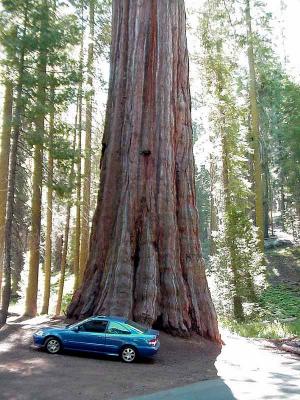 Image arbre voiture à télécharger gratuitement