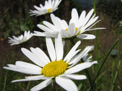Image fleur jaune blanc à télécharger gratuitement