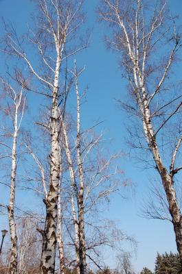 Image forêt arbre bleu ciel à télécharger gratuitement
