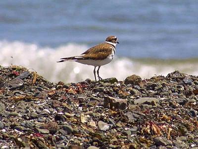 Image mer oiseau rocher à télécharger gratuitement