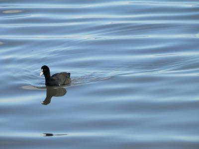 Image animal eau oiseau vague à télécharger gratuitement