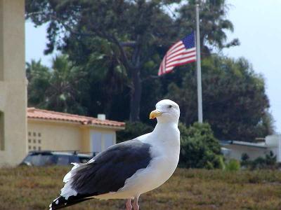 Image animal drapeau oiseau à télécharger gratuitement