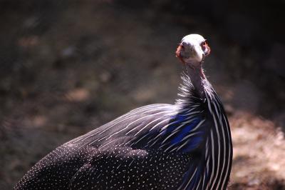 Image animal oiseau à télécharger gratuitement