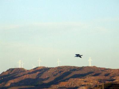 Image animal montagne oiseau éolienne à télécharger gratuitement