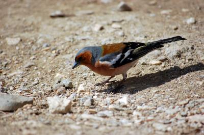Image animal sable pierre oiseau à télécharger gratuitement