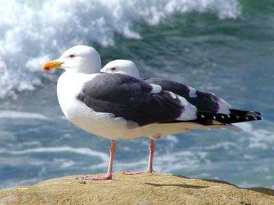 Image animal oiseau vague à télécharger gratuitement