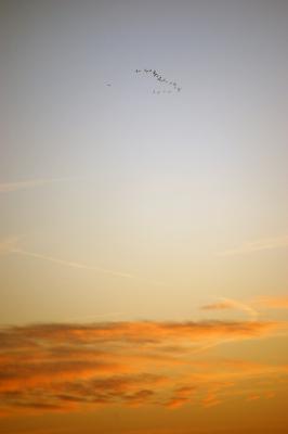 Image animal ciel nuage oiseau à télécharger gratuitement
