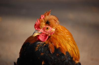 Image animal poulet à télécharger gratuitement