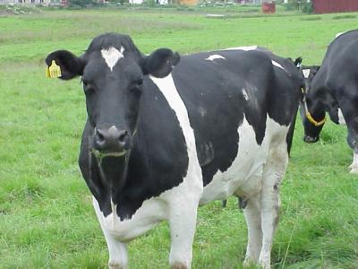Image animal vache à télécharger gratuitement