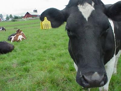 Image animal vache à télécharger gratuitement